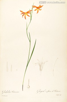簡(jiǎn)約手繪花卉硬筆畫(huà) 畫(huà)廊專(zhuān)用
