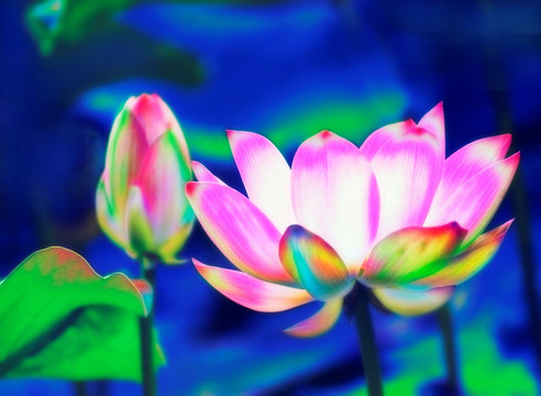 藍(lán)背景蓮花圖案