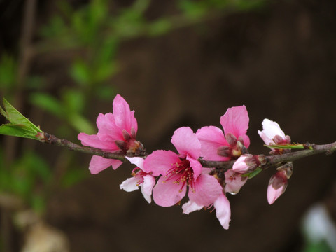 一枝桃花