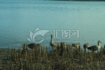 大雁湖边觅食