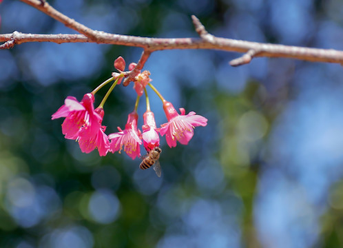 蜜蜂在樱花上采蜜