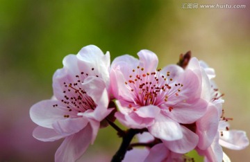 桃花開