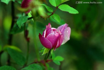 月季花