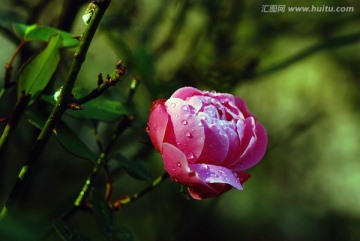 月季花