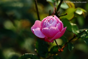 月季花開