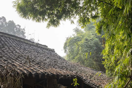 竹林与白墙灰瓦的残破古民居