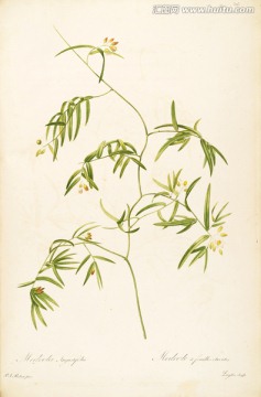 簡(jiǎn)約手繪花卉硬筆畫 畫廊專用