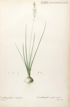 歐式古典花卉油畫(huà) 畫(huà)廊品質(zhì)