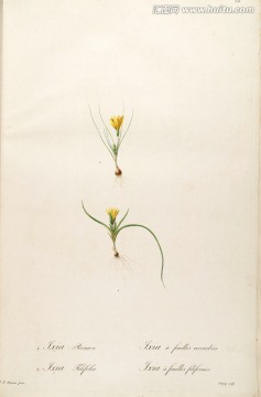 歐式古典花卉油畫(huà) 畫(huà)廊品質(zhì)