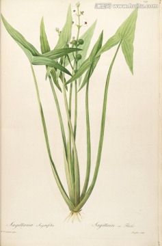 素雅花卉裝飾畫(huà) 畫(huà)廊品質(zhì)