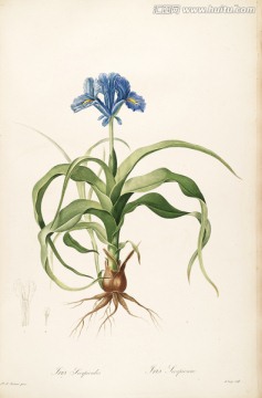 鮮花植物裝飾畫(huà) 高清品質(zhì)