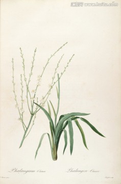 鮮花植物裝飾畫 高清品質(zhì)