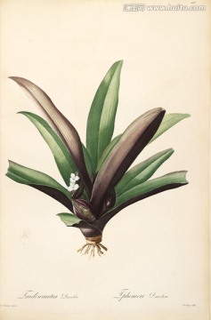 古色古香花卉裝飾畫 高清品質(zhì)