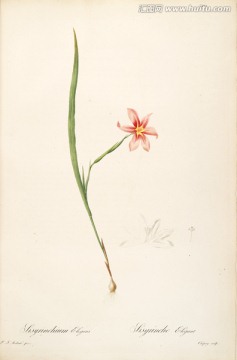 古色古香花卉裝飾畫 高清品質(zhì)