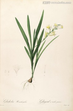 古色古香花卉裝飾畫 高清品質(zhì)