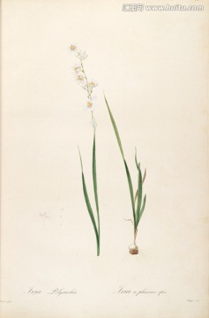 古色古香花卉裝飾畫 高清品質(zhì)