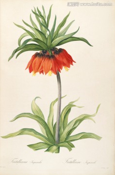 古色古香花卉裝飾畫 高清品質(zhì)