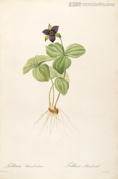 古色古香花卉裝飾畫 高清品質(zhì)