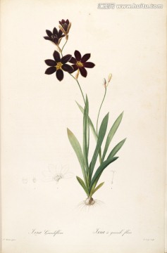 古色古香花卉裝飾畫 高清品質(zhì)