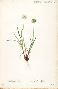 鄉(xiāng)村田園花卉油畫 畫廊高清