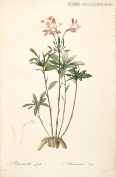 簡(jiǎn)約花卉靜物裝飾畫 畫廊品質(zhì)