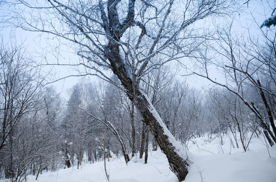 雪山