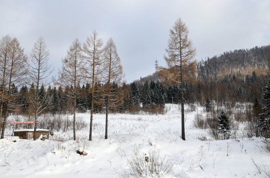 雪山里