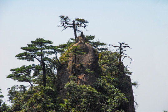 三清山松树