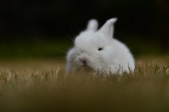 草地上的幼兔