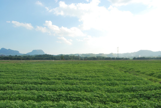 绿色田野