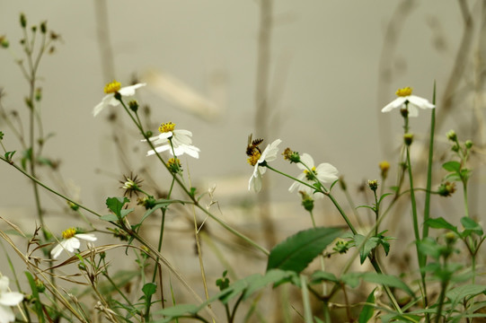 蜜蜂授粉