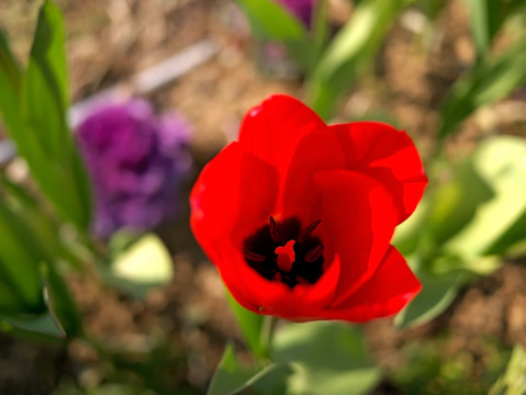 红色郁金香花蕊特写