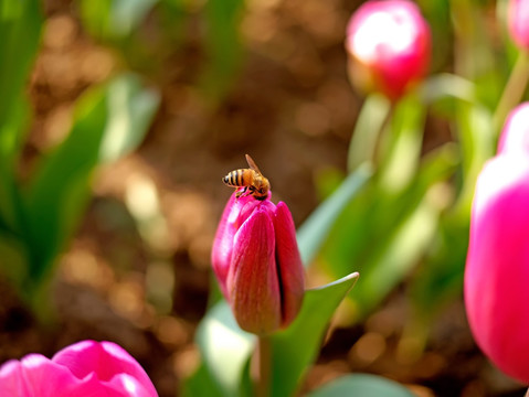 蜜蜂与粉色郁金香花苞微距特写