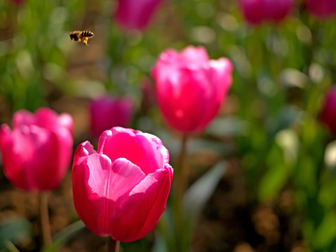 玫红色郁金香花圃与飞行蜜蜂特写