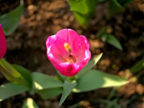 玫红单瓣郁金香花蕊与蜜蜂特写