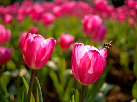 粉色郁金香花海与蜜蜂采蜜壁纸