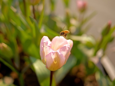阳光下的白色郁金香花卉与蜜蜂
