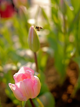 浅粉色郁金香与蜜蜂采蜜壁纸