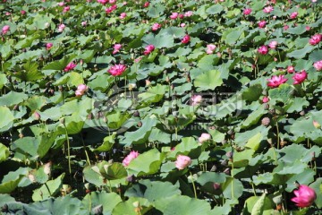 连绵荷塘 田田荷叶