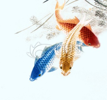 鯉魚