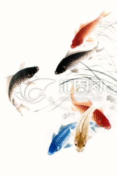 鯉魚