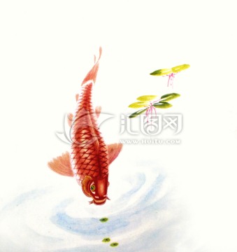 鯉魚