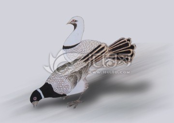 鴿子插畫
