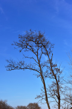 干树枝