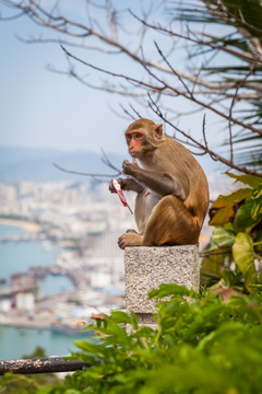 野猴