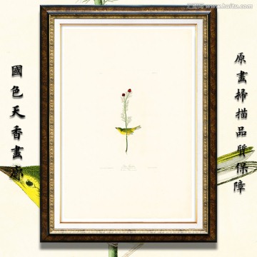 高清歐美鳥類油畫