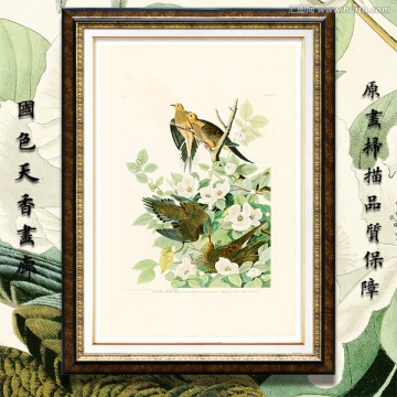 高清歐美鳥類油畫