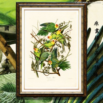 鸚鵡美克美家花鳥油畫 高清品質(zhì)