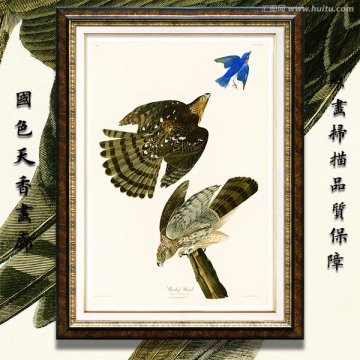 老鷹猛禽 高清手繪