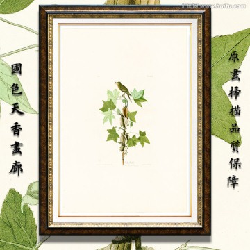 歐美花鳥(niǎo)裝飾畫(huà) 高清品質(zhì)